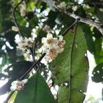 Eurya acuminata Flower