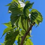 Morus indica Folha