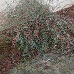 Cotoneaster franchetii Habitus