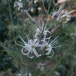 Chlorogalum pomeridianum Flower