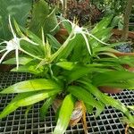 Hymenocallis littoralis 整株植物