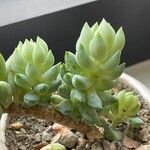 Sedum morganianum Ліст