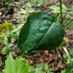 Solidago flexicaulis ഇല