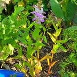 Collinsia concolor Kvet