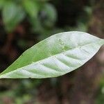 Tabernaemontana persicariifolia Leaf
