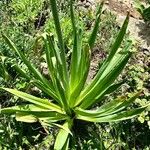 Eremurus himalaicus Leaf