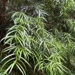 Podocarpus salignus Blad