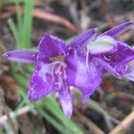 Gladiolus palustris Blüte