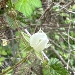 Rubus ursinus Flor