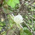 Rubus ursinus 花