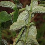 Hyptis lantanifolia Leaf