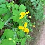 Chelidonium majusBlomma