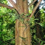 Taxus cuspidata Bark