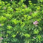 Rhododendron catawbiense പുഷ്പം