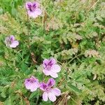 Erodium cazorlanum Flower