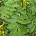 Senna marilandica Leaf