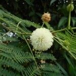 Leucaena leucocephalaÕis