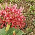 Ammocharis tinneana Λουλούδι