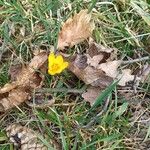 Crocus flavusLorea