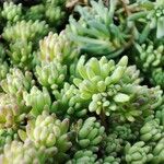 Sedum hispanicum Leaf