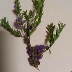Melaleuca thymifolia Листок
