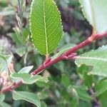 Salix foetida Blad