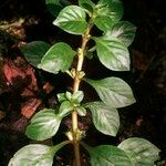 Ludwigia palustris Other