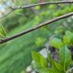 Clethra alnifolia Bark