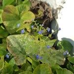 Brunnera macrophylla Flower