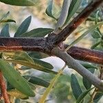 Rhamnus lycioides Bark