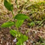 Lobelia inflata Leaf