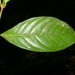 Quiina macrophylla Levél