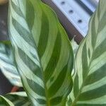 Calathea concinna برگ