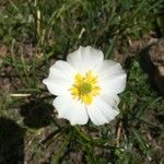 Ranunculus amplexicaulis Kvet