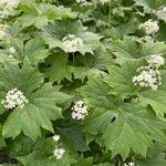 Diphylleia cymosa Flor