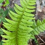 Polystichum × illyricum Foglia