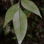Olfersia cervina Лист