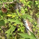 Tithonia diversifolia Blad