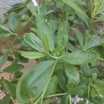 Talinum paniculatum 葉