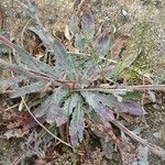 Oenothera indecora Hostoa