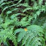 Dryopteris oligodonta Folio