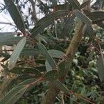 Eucalyptus parvula Hoja