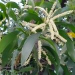 Acacia mangium Blad