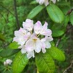 Rhododendron brachycarpum फूल