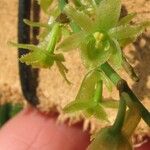 Kylicanthe cornuata Flower