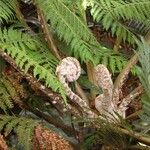 Dicksonia munzingeri Habit