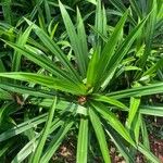 Pandanus amaryllifolius पत्ता