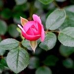 Rosa lucieae Flors