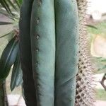 Trichocereus macrogonus Leaf