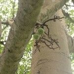 Ficus hispida Bark